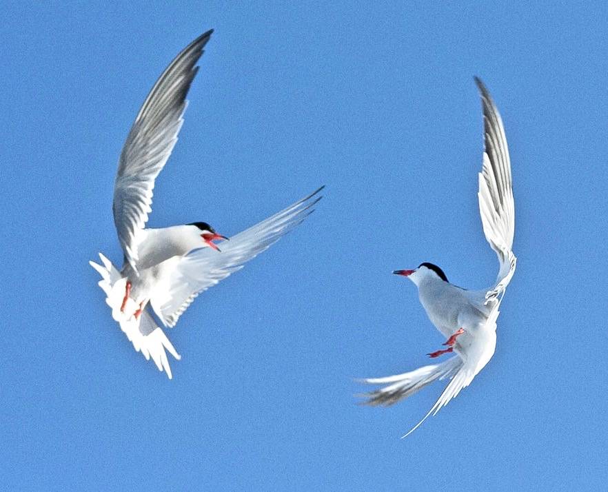 Common tern dance by USFWS Headquarters is licensed under CC BY 2.0